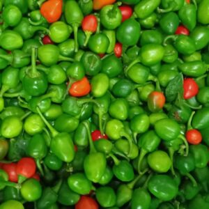 Fresh Dalle Khursani